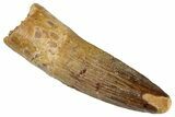 Fossil Spinosaurus Tooth - Real Dinosaur Tooth #286718-1